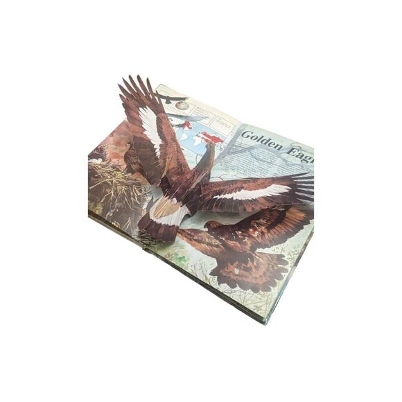 Majesty in Flight Ron Van der Meer Pop Up Book Paper Engineering Birds of Prey - Picture 5 of 5